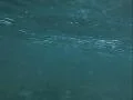 Underwater Ocean HS96 Slow Motion 240fps Footage