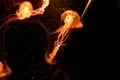 Underwater Ocean Jellyfish 02 Crystal Jelly Footage