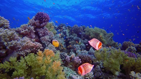 Underwater Ocean Life Fish Stock Footage 330942930