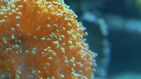 Underwater ocean life 스톡 동영상 96416059