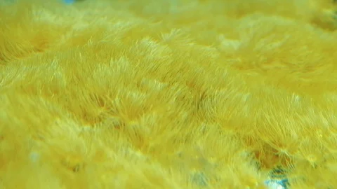 Underwater ocean life 스톡 동영상 96416262