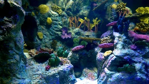 Underwater Ocean Reef with Stingray and Fish Video stock 100558262