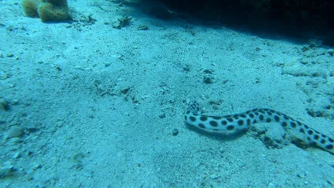 Underwater ocean sea snake eel coral Stock Footage 128556706