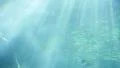 Underwater Ocean Sunlight 01 Slow Motion 96fps HD Footage