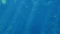 Underwater Ocean Sunlight 05 Slow Motion 96fps HD Footage