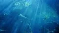 Underwater Ocean Sunlight 06 Slow Motion 96fps HD Footage