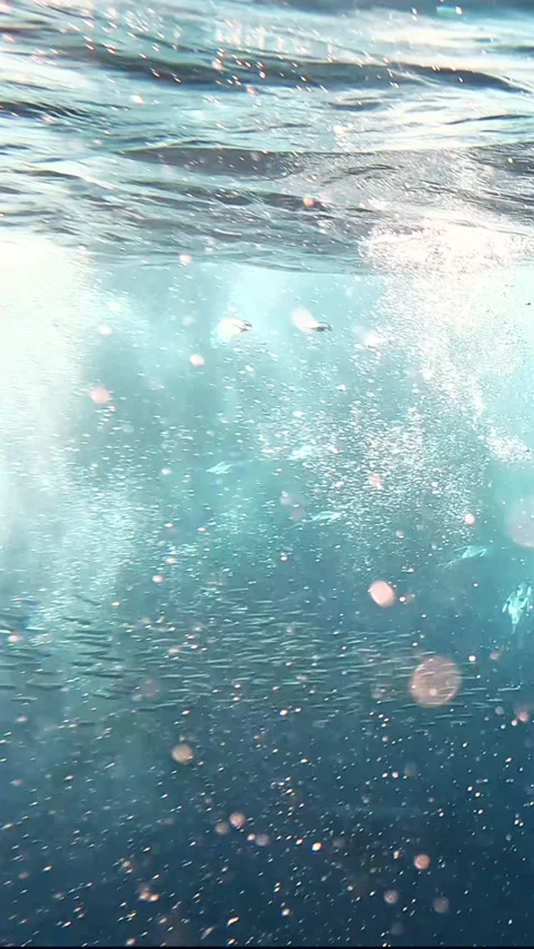 Underwater ocean texture with distant sardines and Cape gannets during the .. Stock Footage 342324191