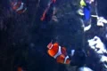 Underwater Ocean Tropical Reef 01 Clownfish, Anemone Footage