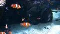 Underwater Ocean Tropical Reef 02 "Nemo" Clownfish, Anemone HD Footage