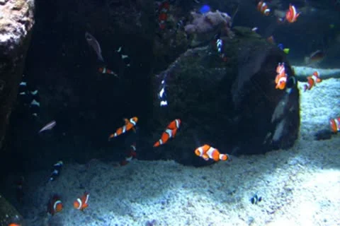 Underwater Ocean Tropical Reef 02 Clownfish, Anemone Stock Footage