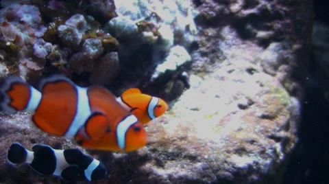 Underwater Ocean Tropical Reef 04