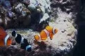 Underwater Ocean Tropical Reef 04 Clownfish, Anemone Footage