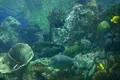 Underwater Ocean Tropical Reef 05 Bluespine Unicornfish Footage
