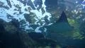 Underwater Ocean Tropical Reef 07 Cownose Ray HD Footage