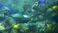 Underwater Ocean Tropical Reef 08 Cownose Ray HD Footage