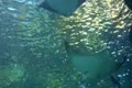 Underwater Ocean Tropical Reef 08 Cownose Ray Footage
