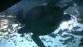 Underwater Ocean Tropical Reef 09 Olive Ridley Sea Turtle HD Footage