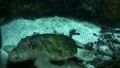 Underwater Ocean Tropical Reef 11 Olive Ridley Sea Turtle HD Footage