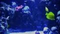 Underwater Ocean Tropical Reef 13 Sergeant Tang Fish HD Footage