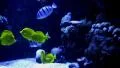 Underwater Ocean Tropical Reef 14 Yellow Tang Fish HD Footage