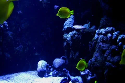 Underwater Ocean Tropical Reef 14 Yellow Tang Fish Stock Footage