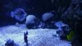 Underwater Ocean Tropical Reef 16 Yellow Tang Fish HD Footage