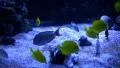 Underwater Ocean Tropical Reef 17 Yellow Tang Fish HD Footage