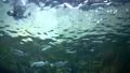 Underwater Ocean Tropical Reef 18 Tropical Fish HD Footage