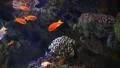 Underwater Ocean Tropical Reef 20 Tropical Fish HD Footage