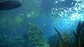 Underwater Ocean Tropical Reef 21 Yellowtailed Fusilier Fish HD Footage