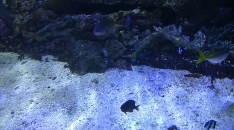 Underwater Ocean Tropical Reef 22 Mono, Yellowtailed Fusiliers Stock Footage