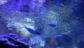 Underwater Ocean Tropical Reef 23 Tropical Fish HD Footage