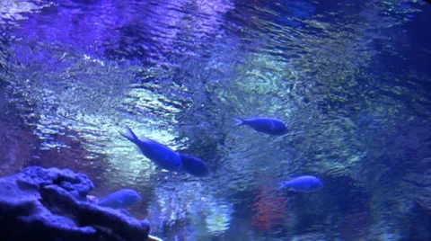 Underwater Ocean Tropical Reef 23 Tropical Fish Stock Footage