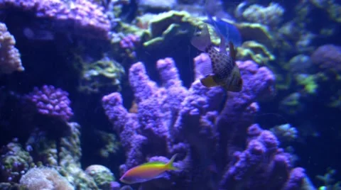Underwater Ocean Tropical Reef 24 Tropical Fish Stock Footage