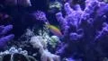 Underwater Ocean Tropical Reef 25 Tropical Fish HD Footage