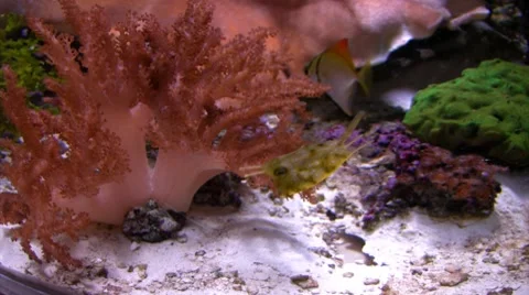Underwater Ocean Tropical Reef 27 Tropical Fish Stock Footage