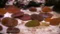 Underwater Ocean Tropical Reef 28 Sea Uchin HD Footage