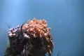 Underwater Ocean Tropical Reef 29 Tropical Fish Footage