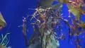Underwater Ocean Tropical Reef 31 Weedy Seadragon HD Footage