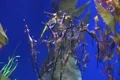Underwater Ocean Tropical Reef 31 Weedy Seadragon Footage