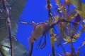 Underwater Ocean Tropical Reef 32 Weedy Seadragon Footage