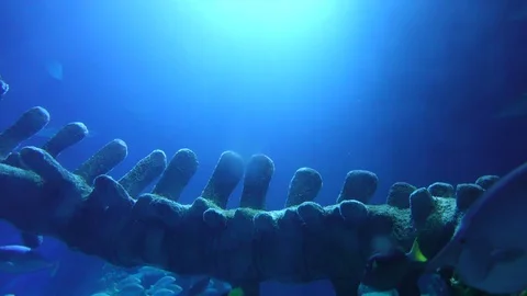 Underwater Ocean View With Whale Bones Stock Footage 71185843