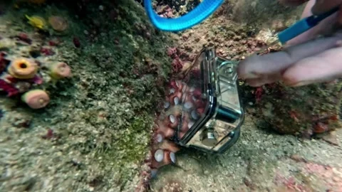 Underwater Octopus Adventure: Scuba Dive Excursion Ilha Grande, Brazil Stock Footage 336445142