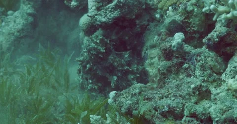 Underwater octopus hiding 4K Stock Footage 49971209