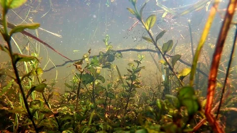 Underwater Overgrown Algae Scenery; Camera Movement Stock Footage 104147418