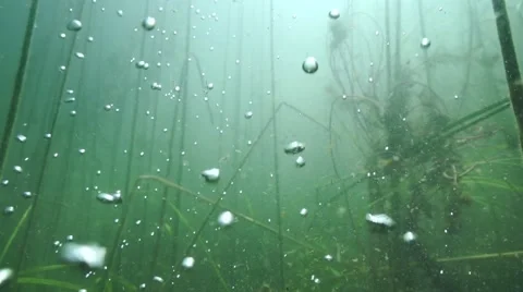 Underwater oxygen bubbles rise in slow motion in a freshwater lake with reeds Stock Footage