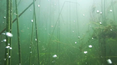 Underwater oxygen bubbles rise in slow motion in a freshwater lake with reeds Stock Footage