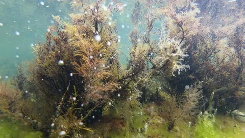 Underwater oxygen bubbles from seaweed Stock Footage 133049895