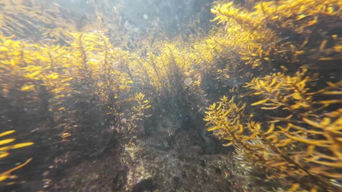 Underwater Pacific Ocean Seaweed Forest Stock Footage 315513361