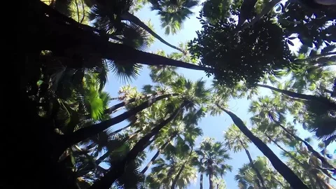 Underwater palm tree perspective at Zebedee Springs Stock Footage 71213798